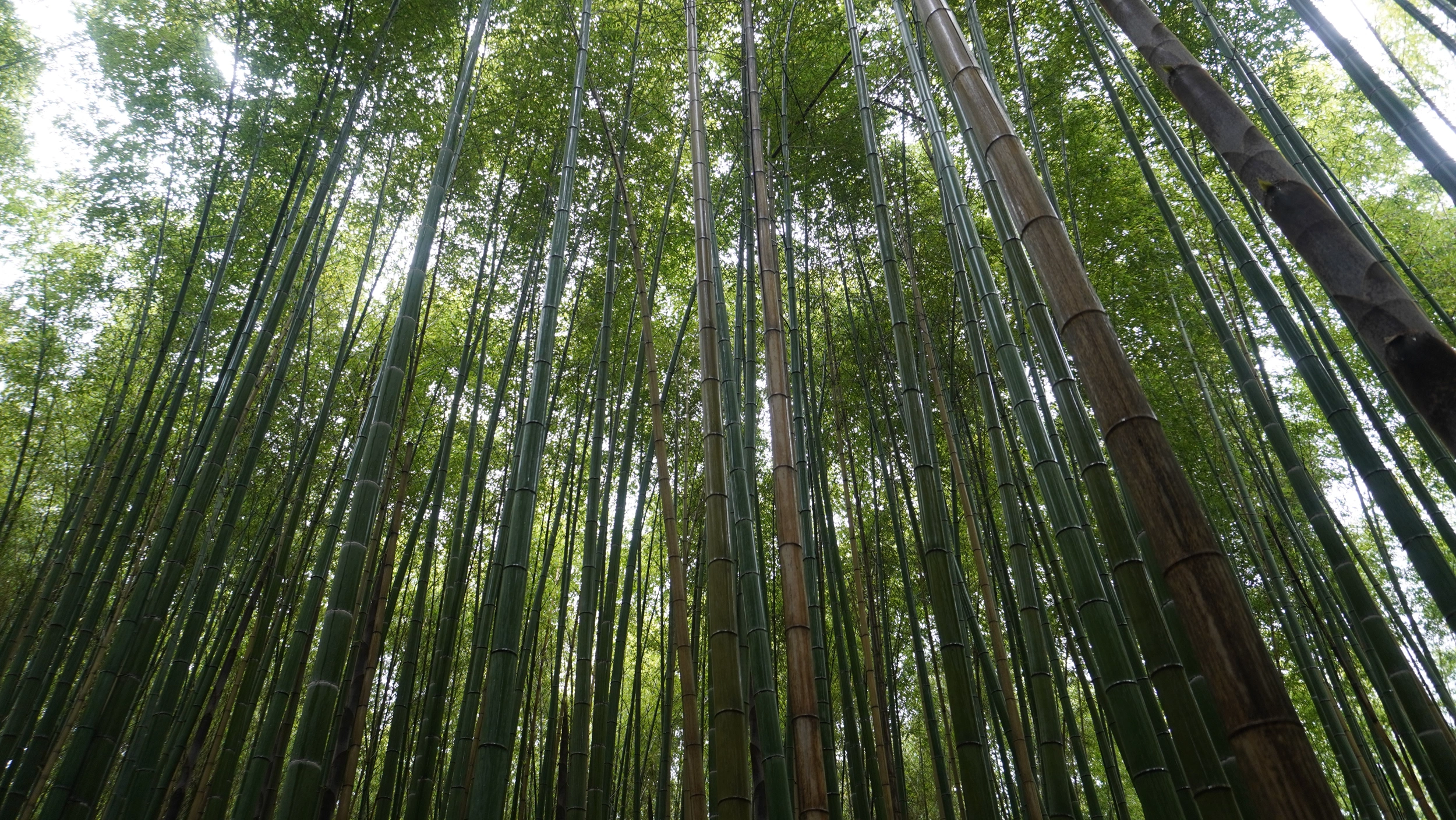 Foto Arashiyama