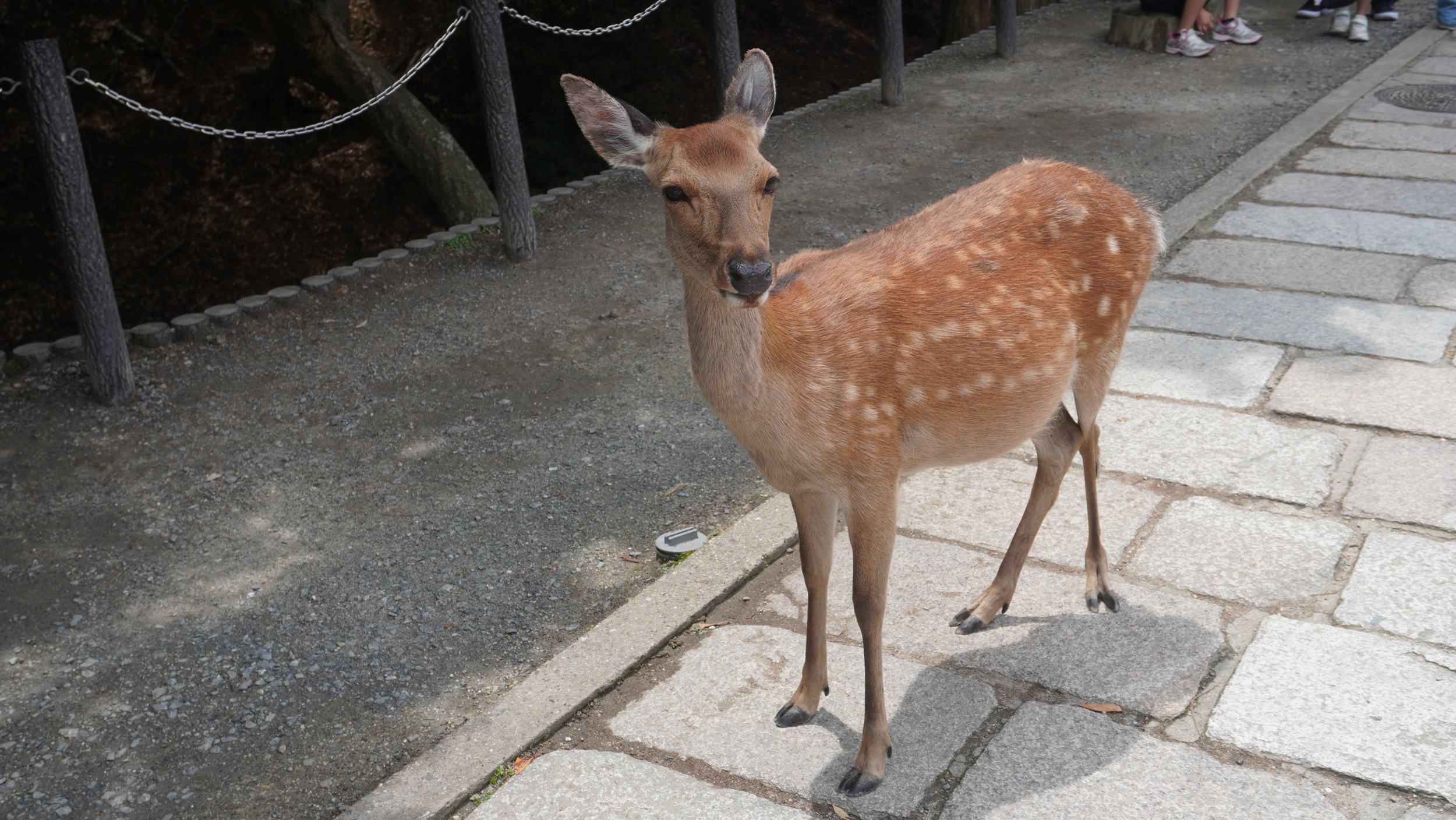 Foto Nara e Osaka