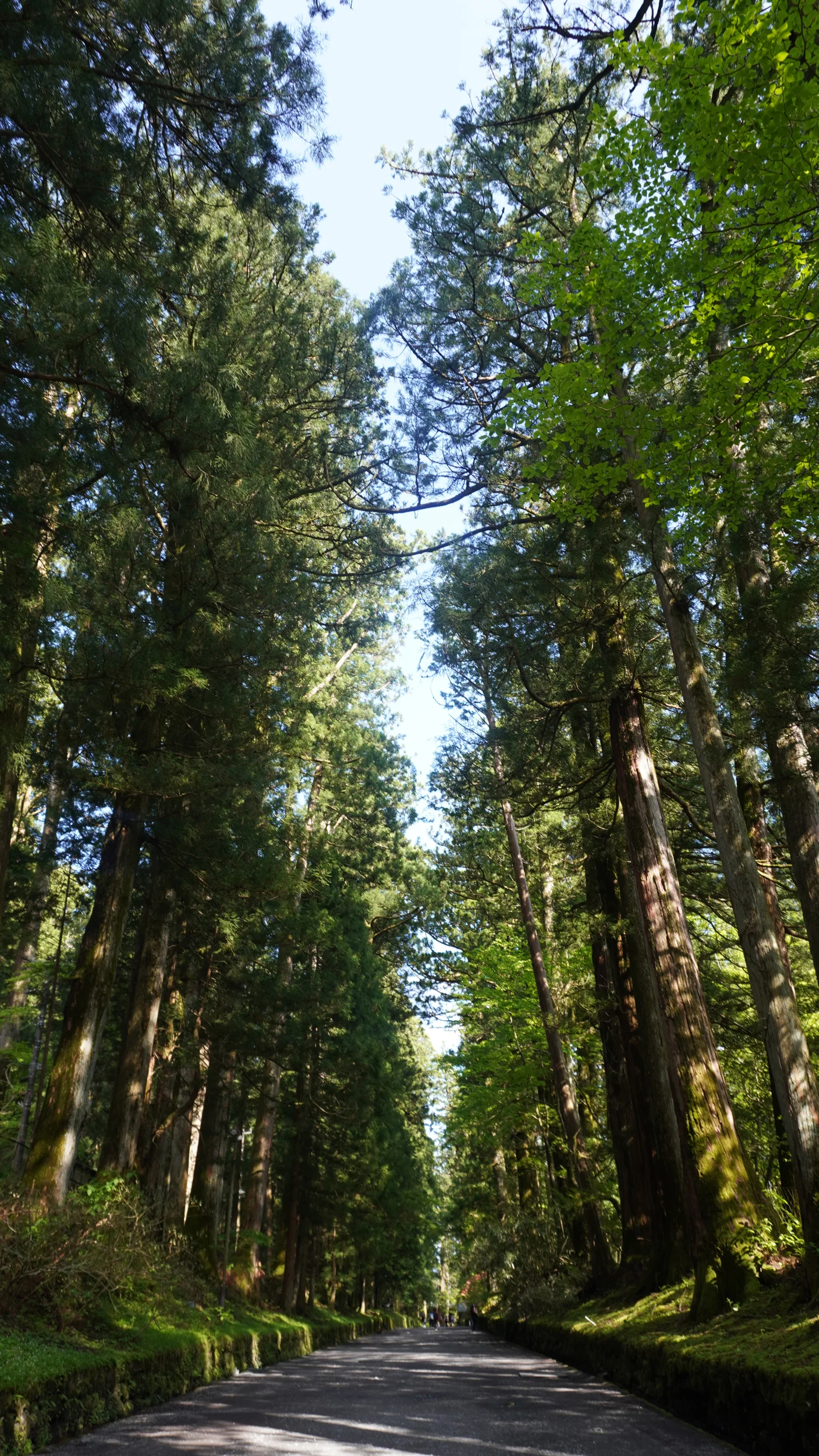 Foto Meiji Jingu, Shibuya e
                        Kabukichō